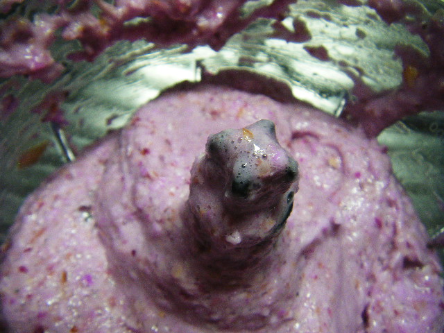 DSCF0452.JPG