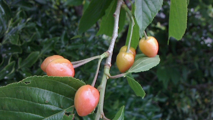 NEC_0007.JPG