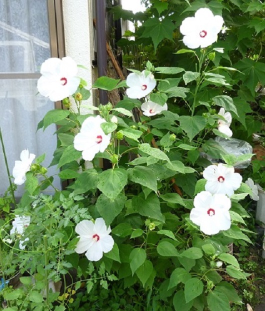 P1050790-001.JPG