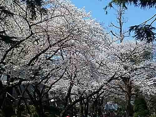 桜＠東京競馬場.jpg