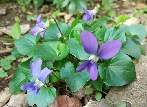 サボり気味の草むしりですが雑草の花も可愛いです ｖ ネコ様とガーデニング 楽天ブログ