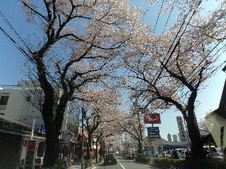 14学園通り桜4.4.jpg