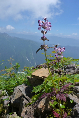 23谷川岳の花.jpg