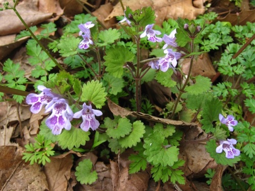 カキドオシの花が咲いていました 花のつくりを詳しく観察してみました 昭和記念公園での自然観察 その4 しろうと自然科学者の自然観察日記 楽天ブログ