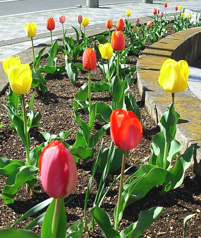 チューリップ.jpg