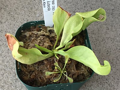 S.ﾌﾟﾙﾌﾟﾚｱ ﾙﾃｵﾗ.jpg