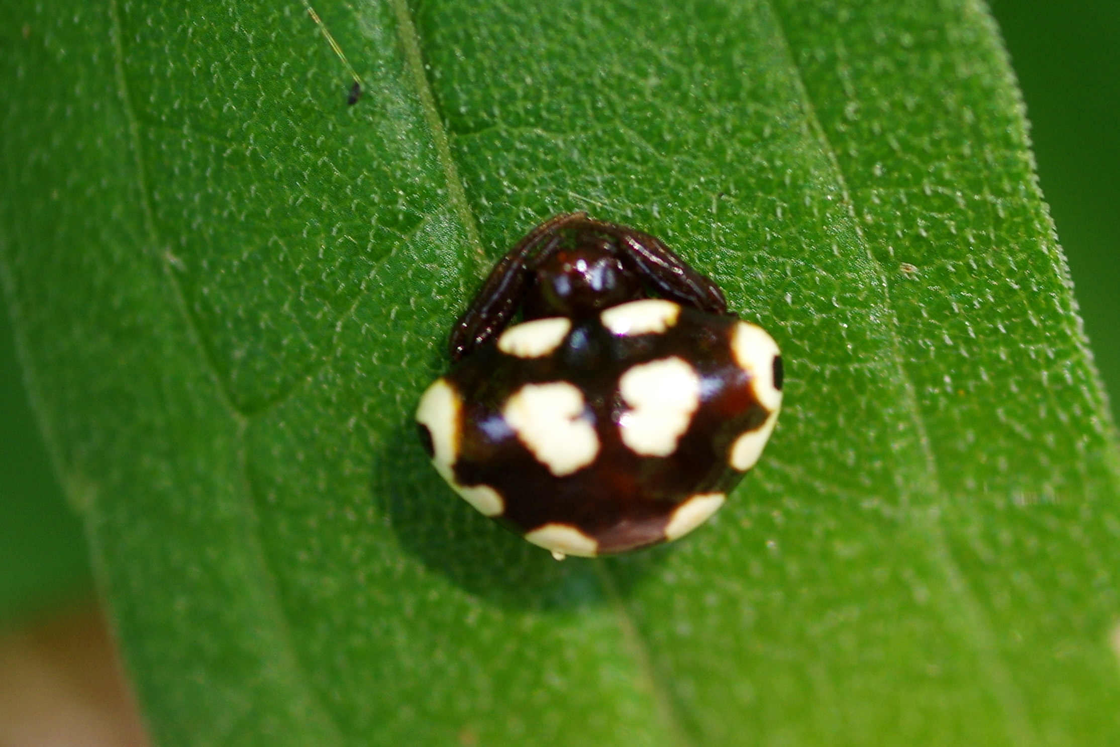 アカイロトリノフンダマシ