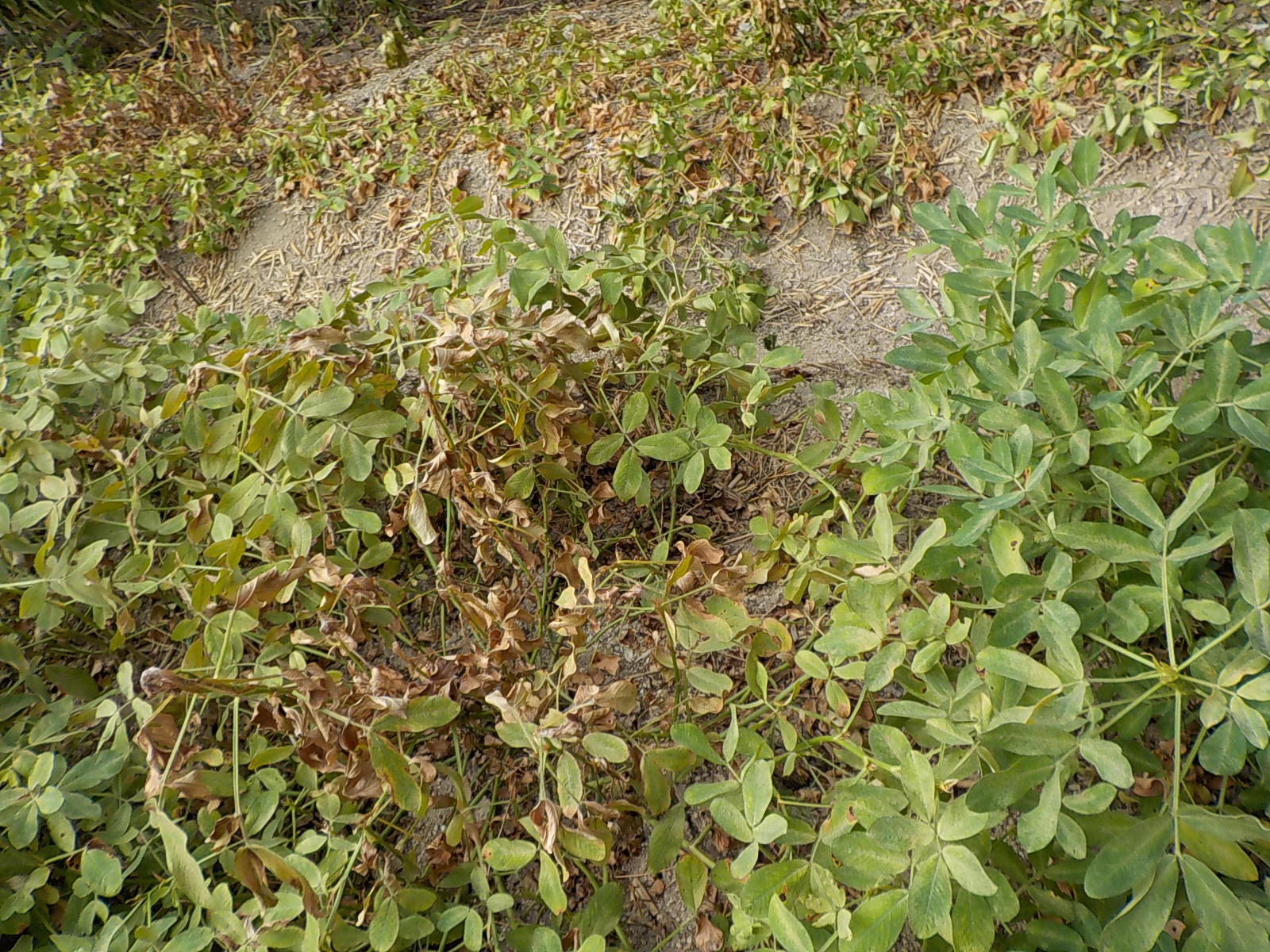 DSCN0391.JPG