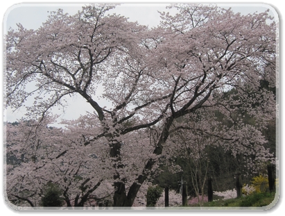 2244満開の桜.jpg