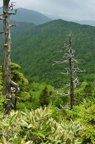 田代山520140524.jpg