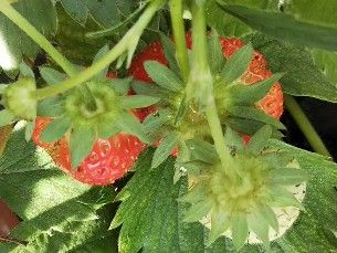 苺いつ採れるかな～2018