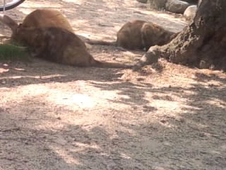 暑くても日向が好き