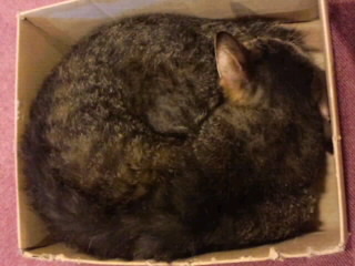 箱にすっぽり収まる猫2015＜2＞