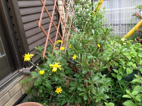 IMG_8960 (640x480).jpg