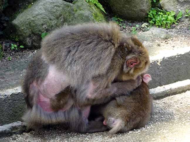 子供の餌を取るお母さん (4).JPG