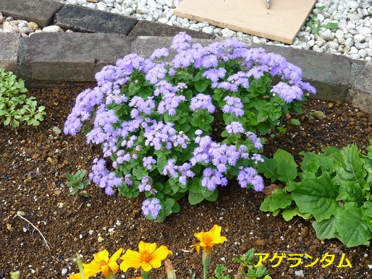 P1020470.jpg