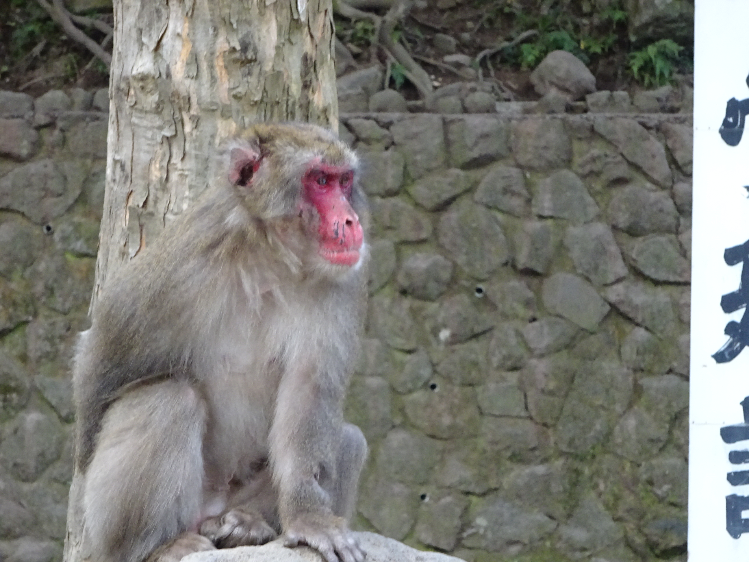 ナンチュウの恋 (4).JPG