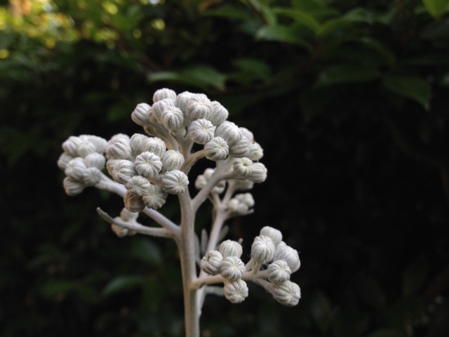 IMG_9354 (640x480).jpg