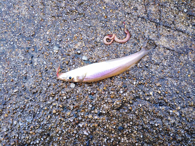 showPhoto (640×480)