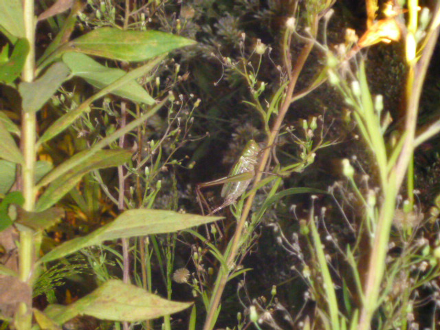 P1010572.JPG
