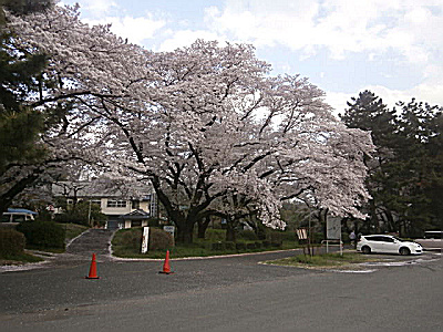 s相模川＋2017_0413_163447.jpg