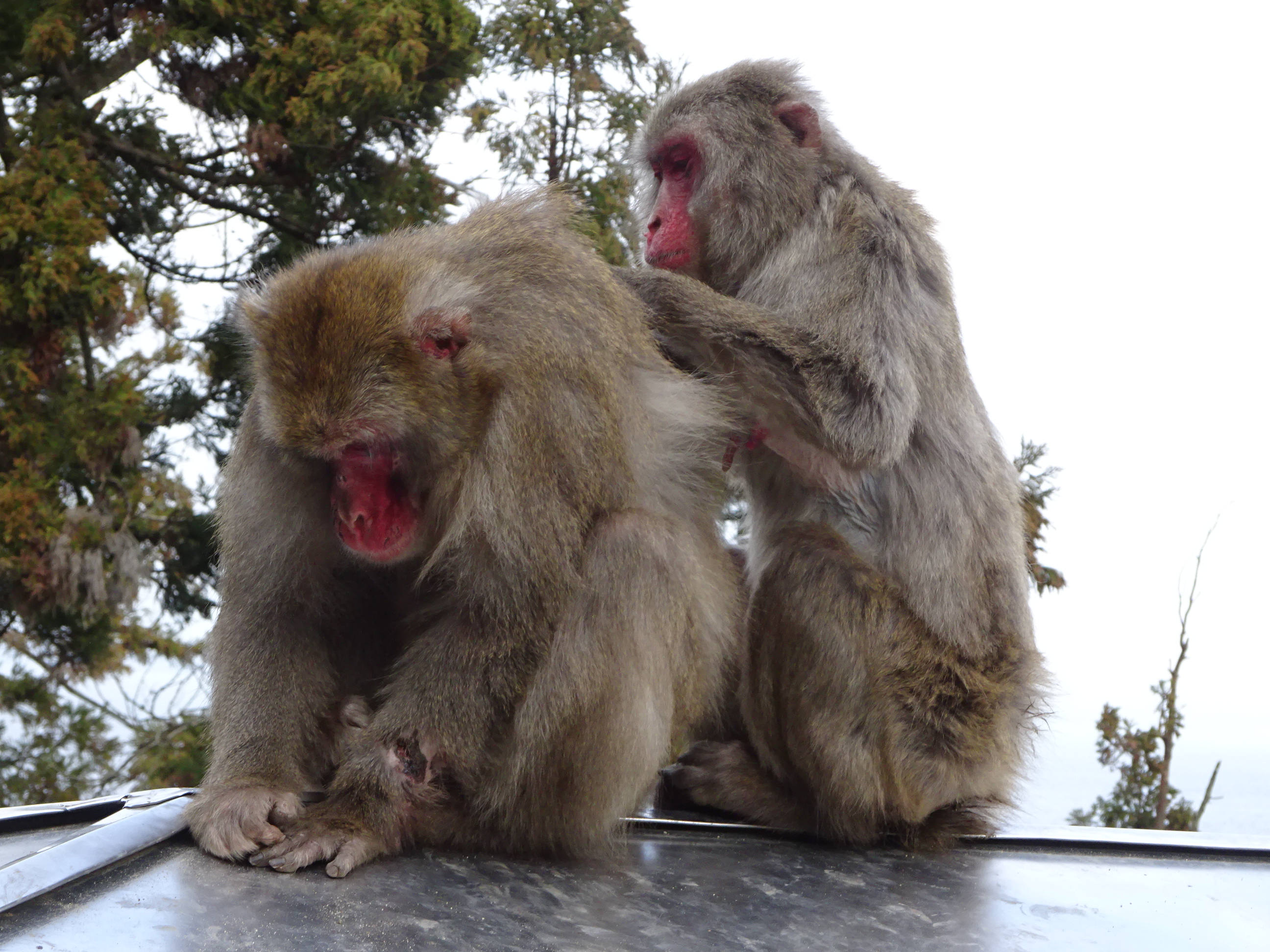 ナンチュウの恋 (11).JPG