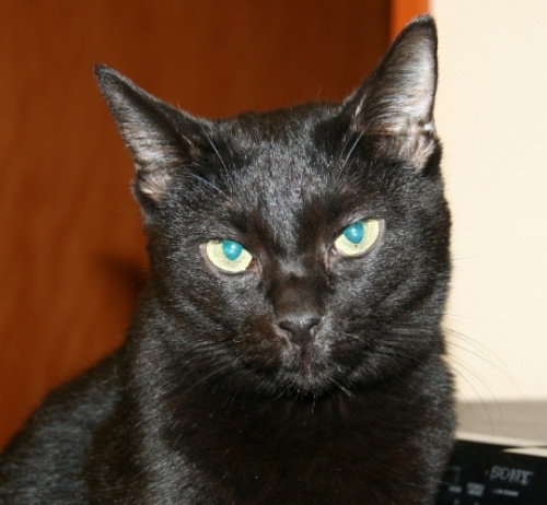 家族紹介用画像フォルダ