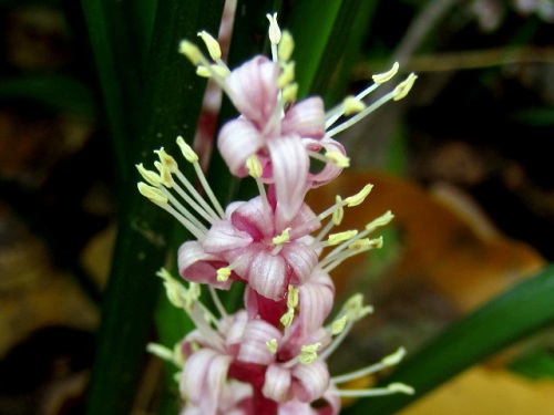 キチジョウソウの花 秋の昭和記念公園での自然観察 その5 しろうと自然科学者の自然観察日記 楽天ブログ