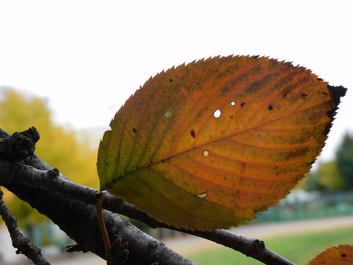 536472B0-8374-44AA-A4A4-FB41FD3C9585.jpeg