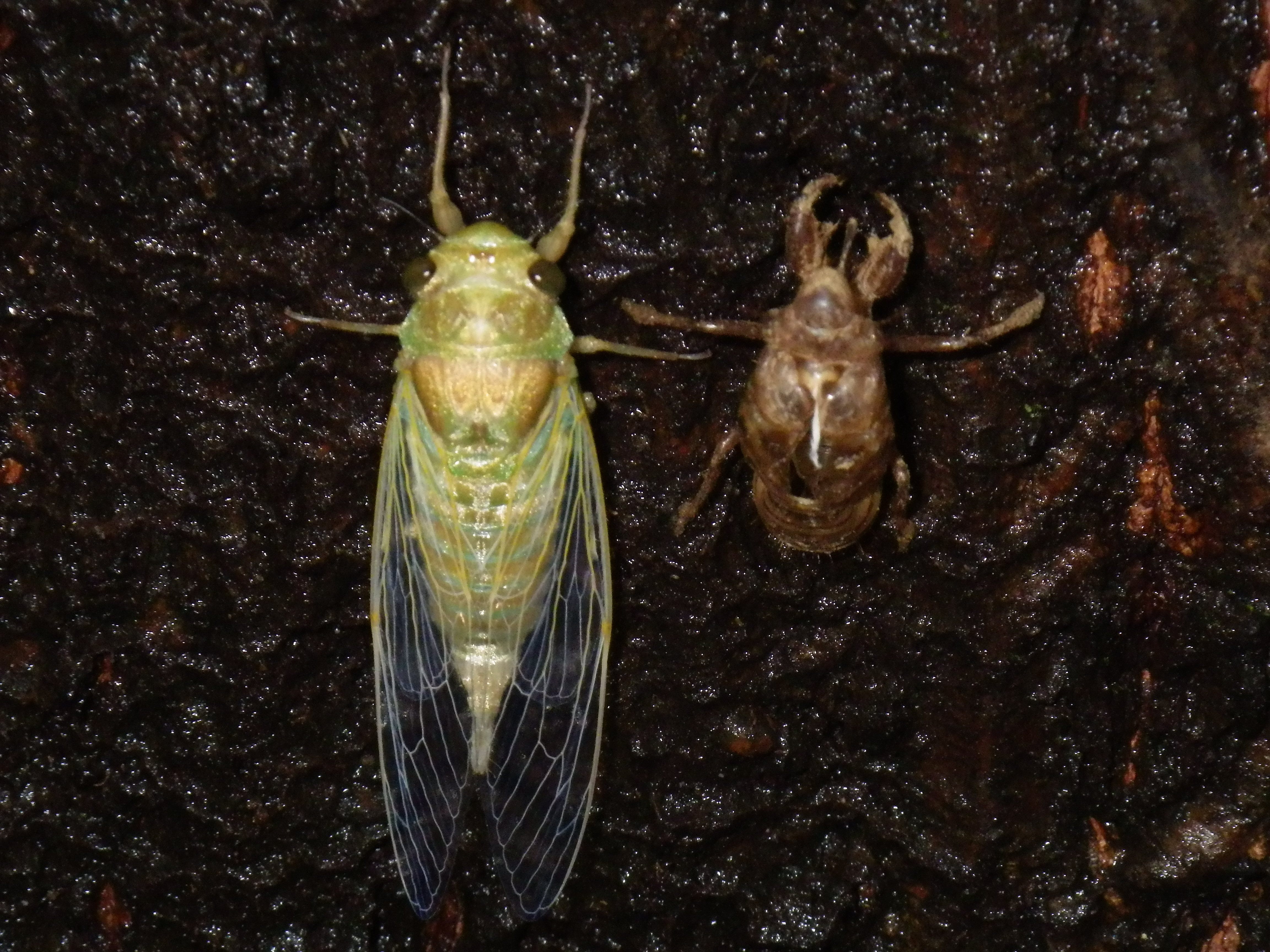 ツクツクボウシ