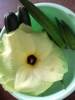 オクラ親子2017（花オクラとオクラ）