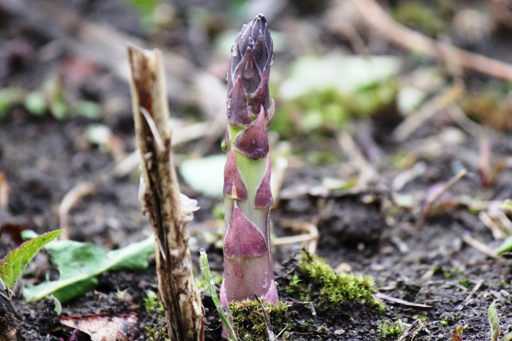 2011.5.15 アスパラ　その２.JPG