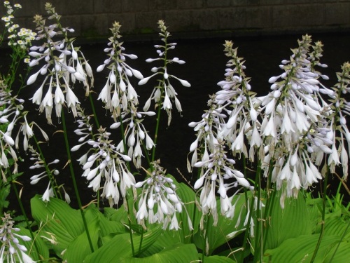 オオバギボウシの花 オオバギボウシの花言葉は 落ち着き 静寂 沈静 変わらない思い などだそうです しろうと自然科学者の自然観察日記 楽天ブログ