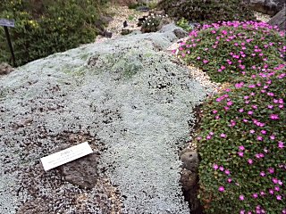 咲くやこの花館　高山性植物エリア.jpg