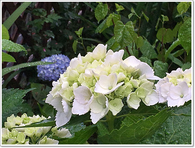 アップ白い紫陽花8日_3876.JPG