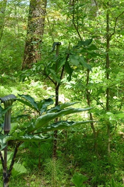 P1060516_R.JPG
