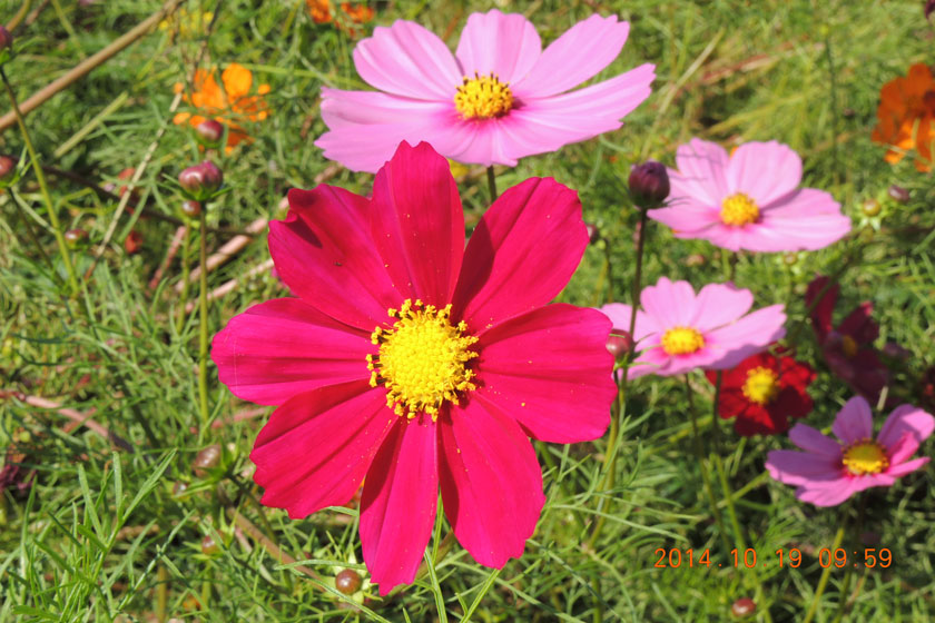 cosmos2014-028w.jpg
