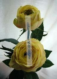 rananculus cream.jpg