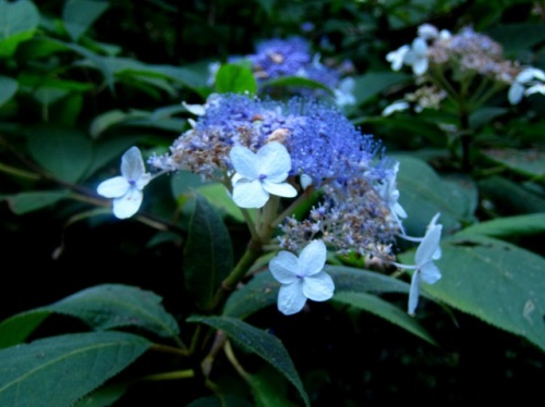 タマアジサイの花 タマアジサイの花言葉は あなたは冷たい だそうです 高尾山での自然観察 その17 最終回 しろうと自然科学者の自然観察日記 楽天ブログ