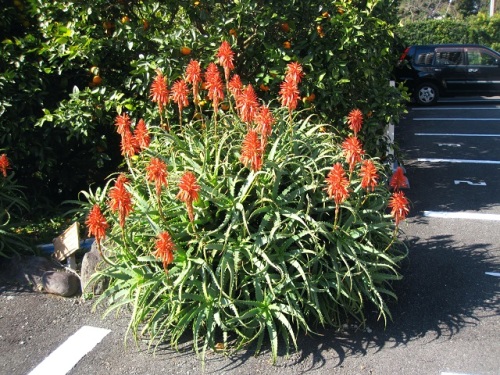 木のように枝分かれして立ち上がるススキノキ科アロエ属のキダチアロエの花 自然観察の振返り 14 ススキノキ科ワスレグサ属の植物 番外編 最終回 しろうと自然科学者の自然観察日記 楽天ブログ