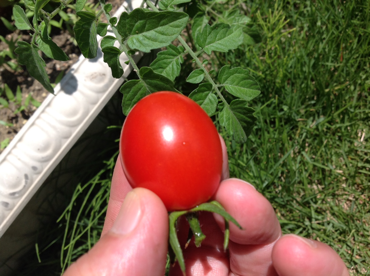 収穫　プチトマト.jpg