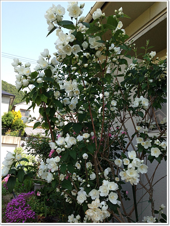 縦西洋梅花空木_4230.JPG