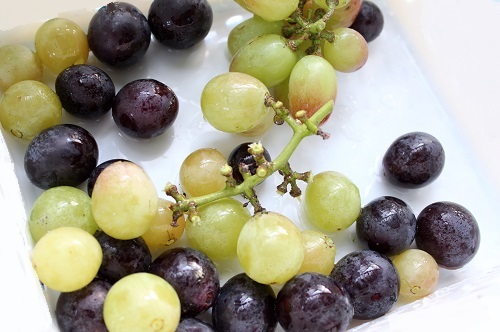 四季彩農園 (3).JPG