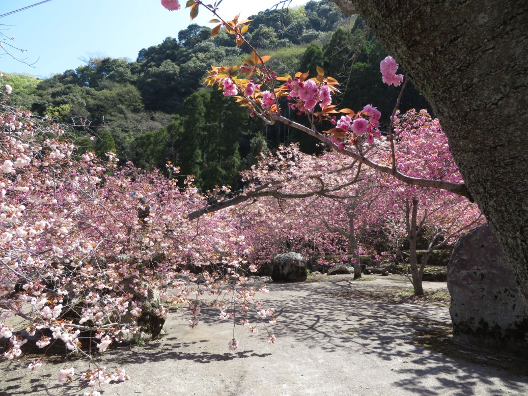 一心寺 (43).jpg