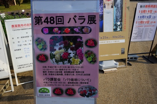 薔薇展示.jpg