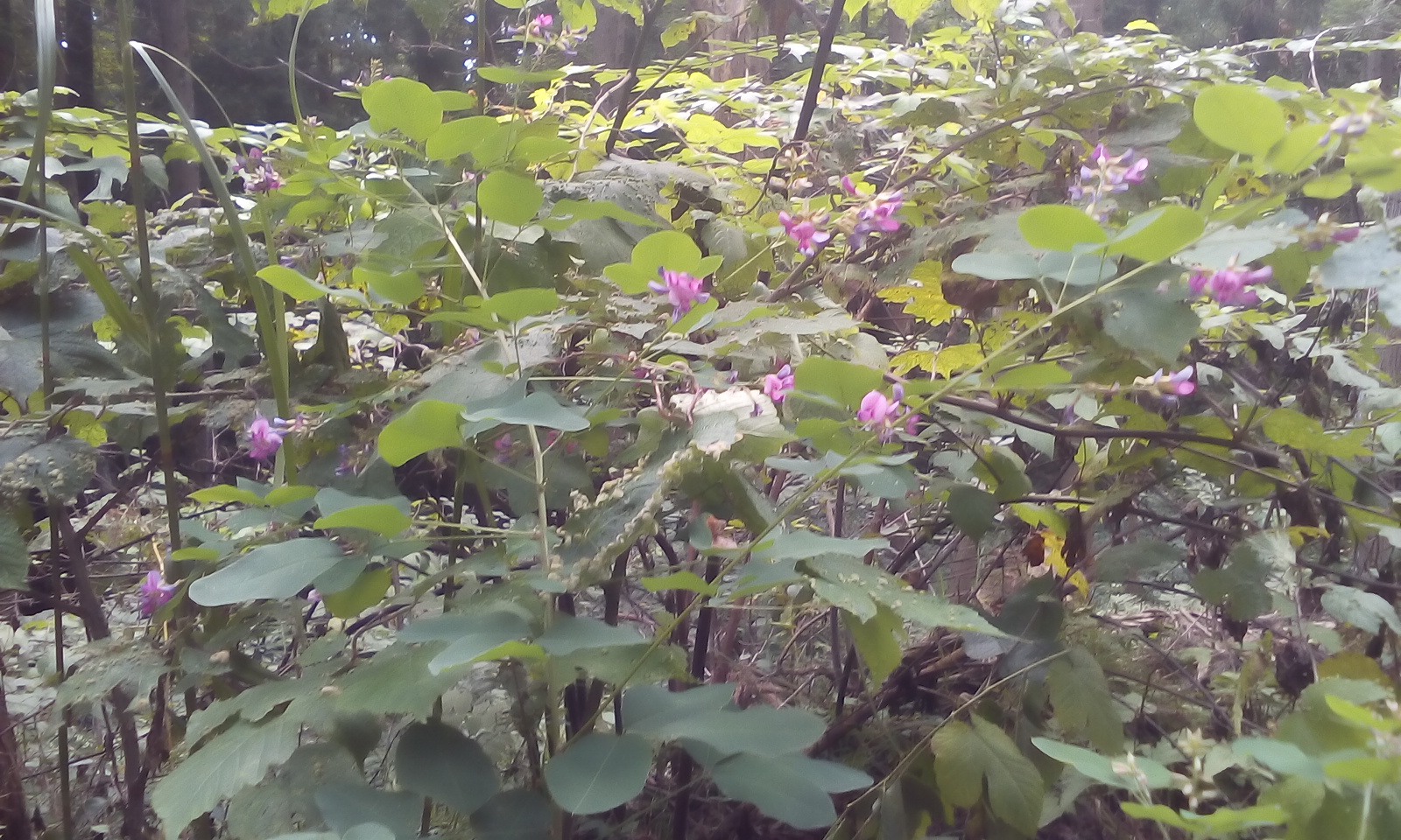 IMG_20160903_140236.jpg