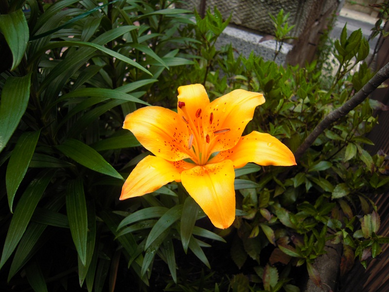 DSCN6884.JPG