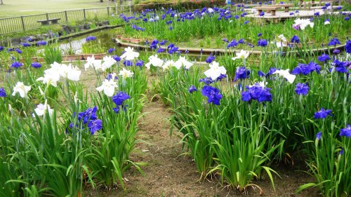 花園中央公園・菖蒲園.JPG