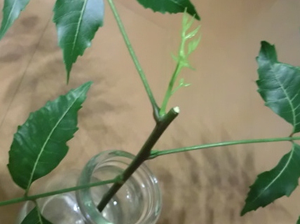 ニームの木挿木(上半分の方は枯れたが、下半分の水につけている部分は新芽も出てきた).JPG