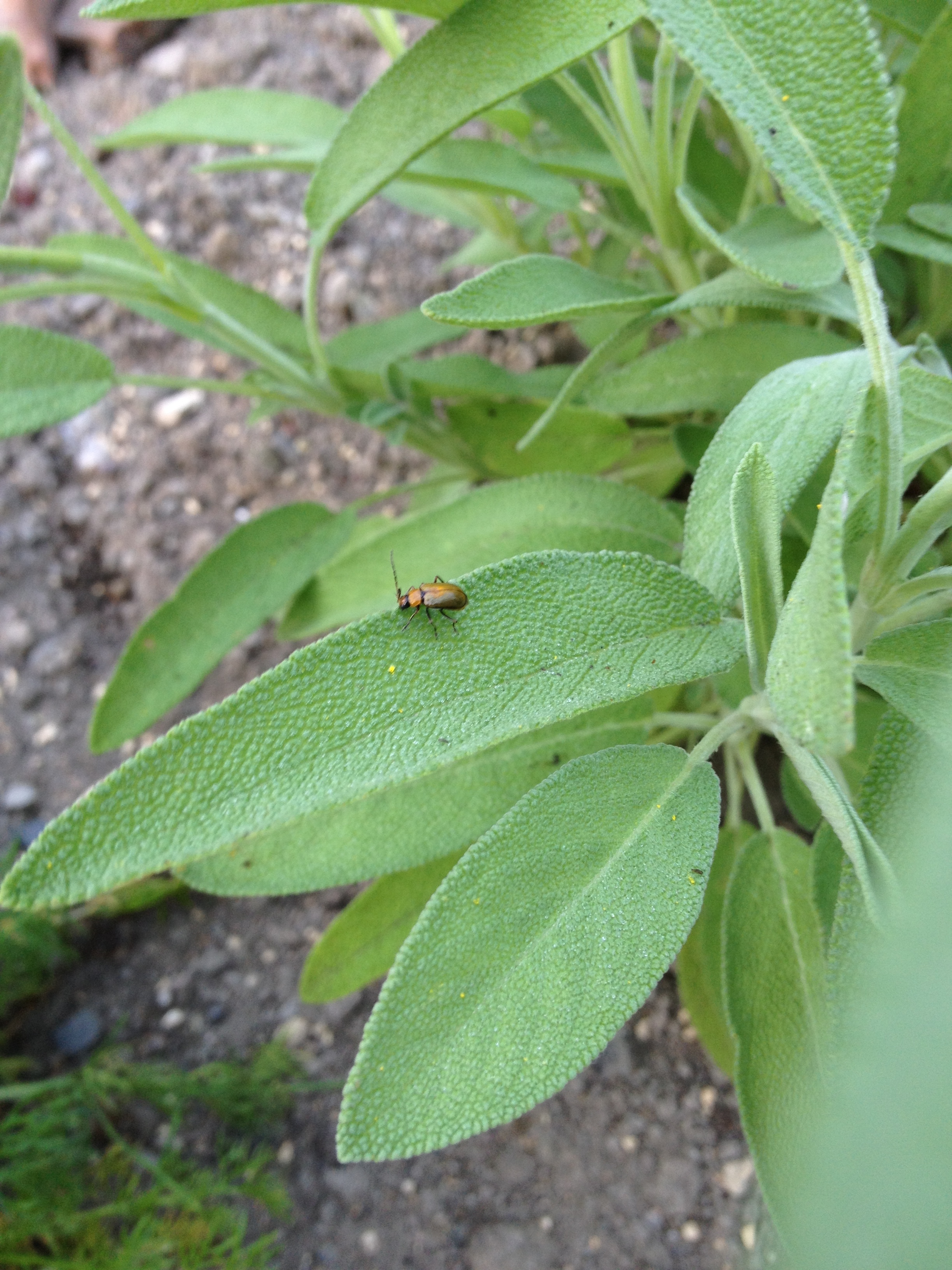 201407141845_1569_iphone.jpg